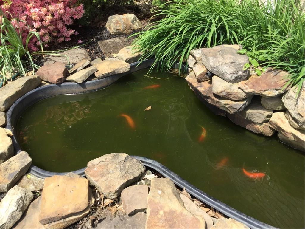 173 Anderson Road New Wilmington, PA 16142 - Photo 4 of 24 Lovely koi pond... just waiting for your personal touches.