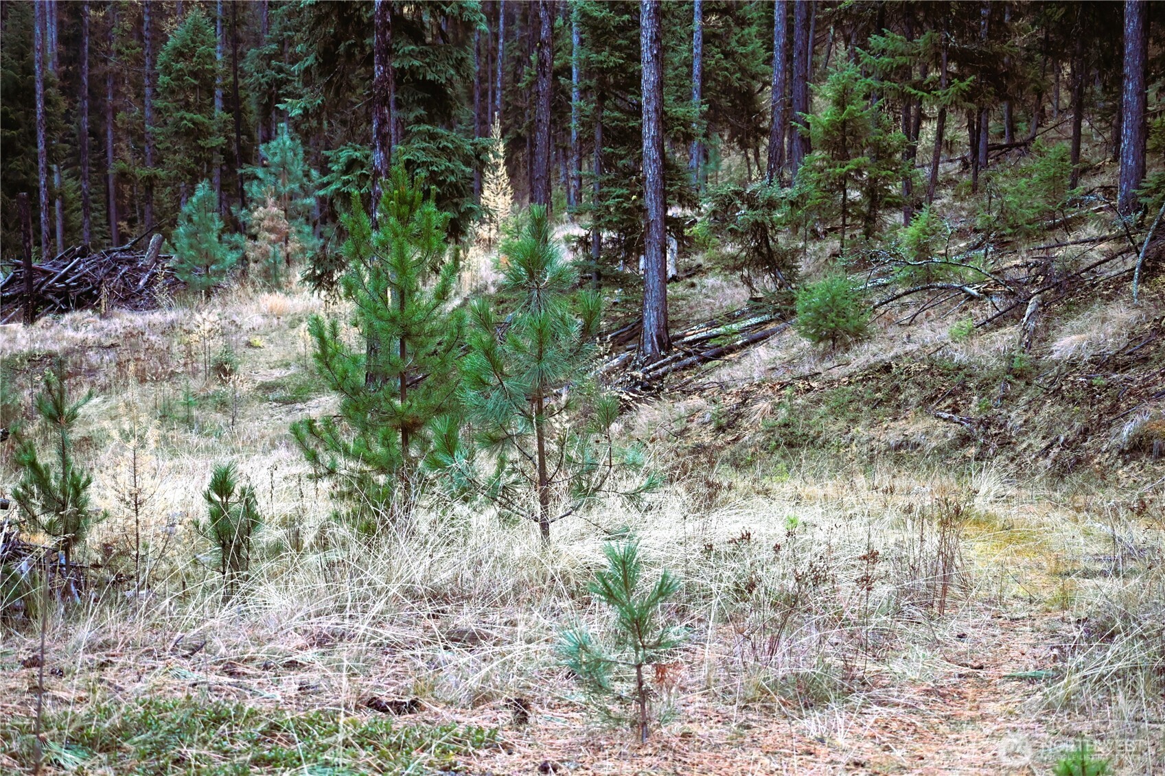 81 Rose Valley Road Republic, WA 99166 - Photo 24 of 37 Gallery Image 24