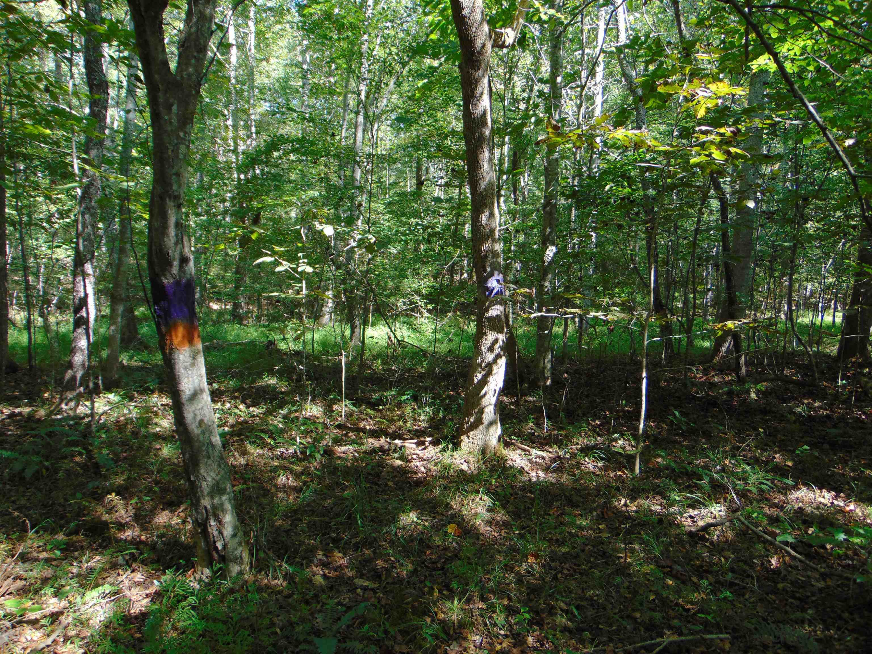 Noel Tuck Road Oxford, NC 27565 - Photo 23 of 34 Photo 23