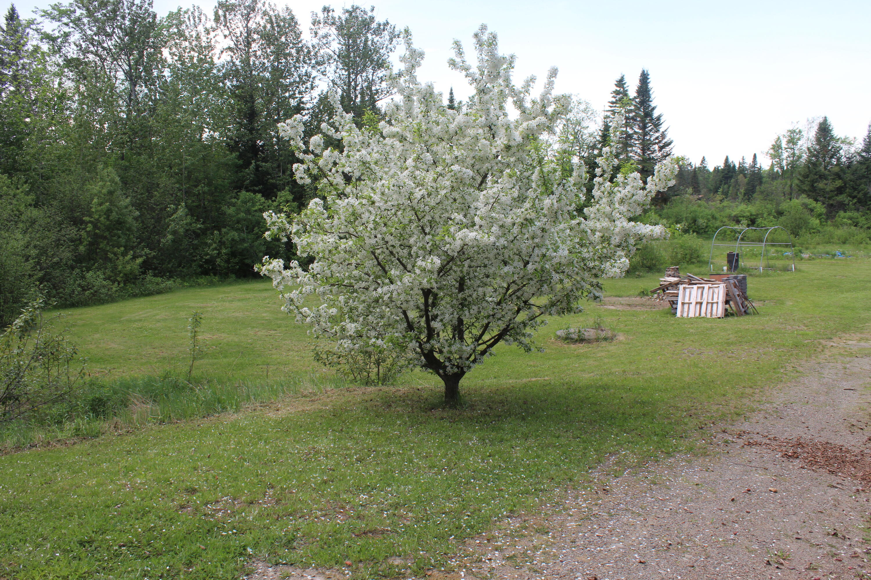 229 River Road Oakfield, ME 04763 - Photo 75 of 87 IMG_5175