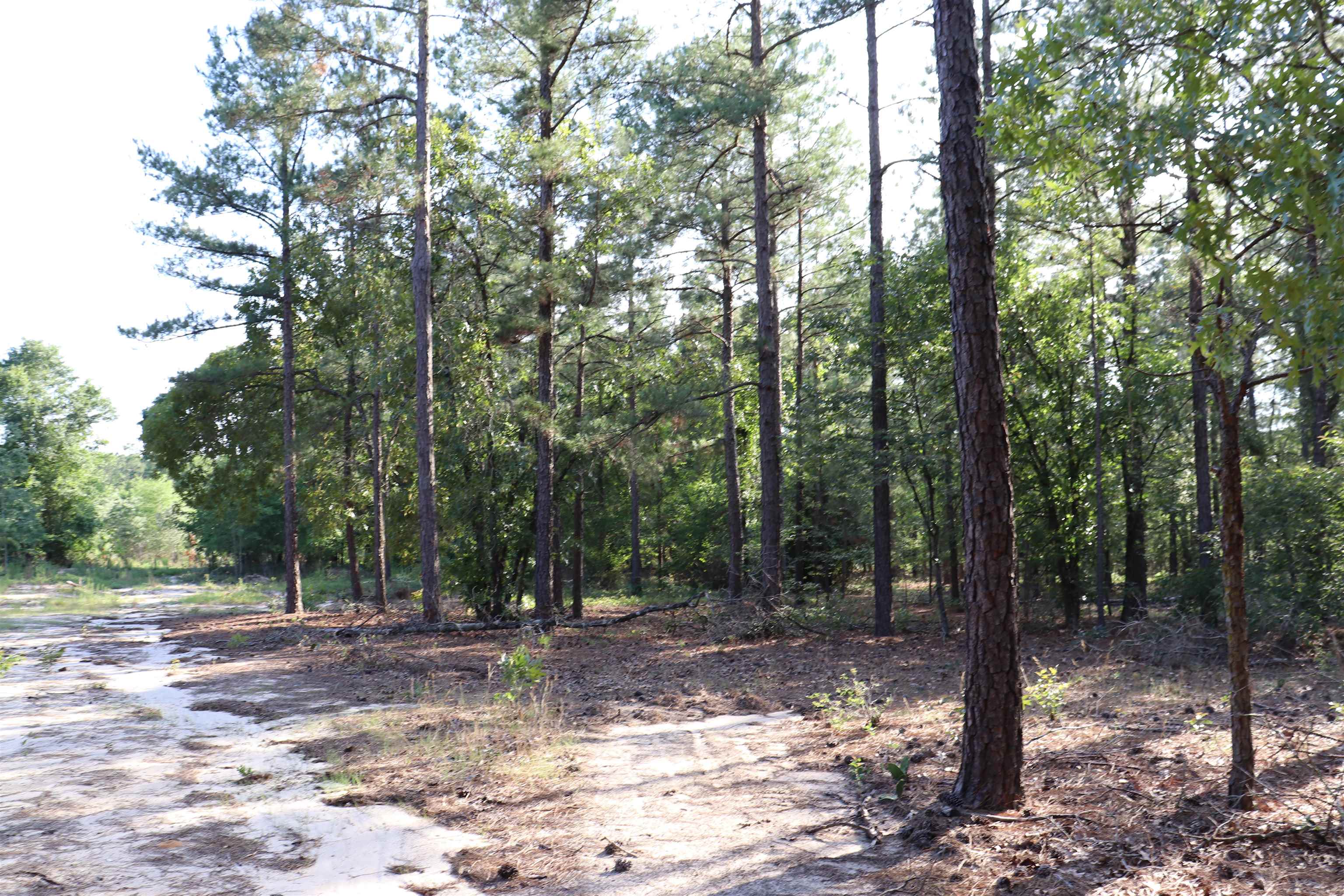 2631 Charlie Johnson Road Bethune, SC 29009 - Photo 25 of 29