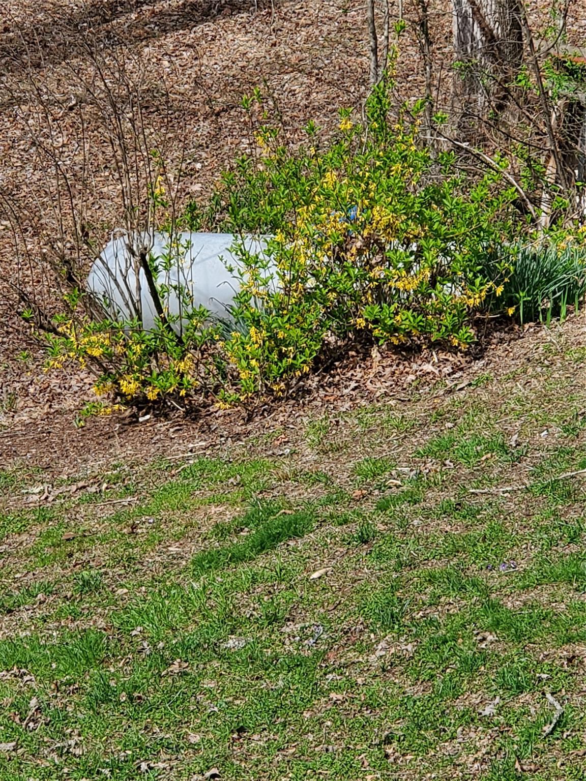 73 Lofty Pine Lane Mills River, NC 28759 - Photo 25 of 29 a view of a garden with plants