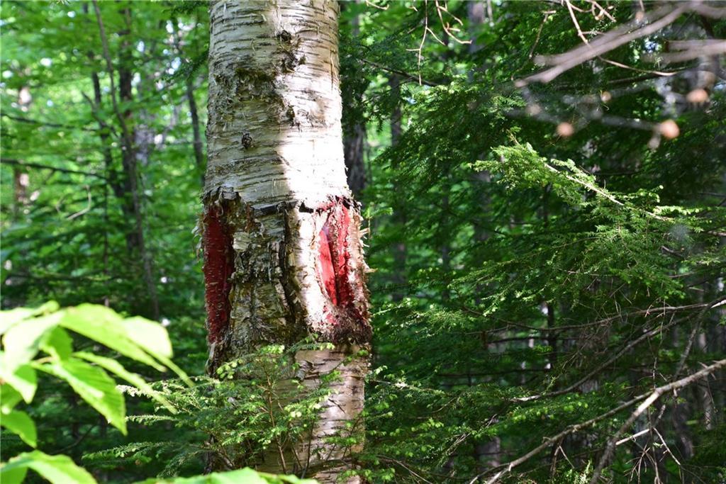 On Oliver Hill Road Garland, ME 04939 - Photo 24 of 28 Photo