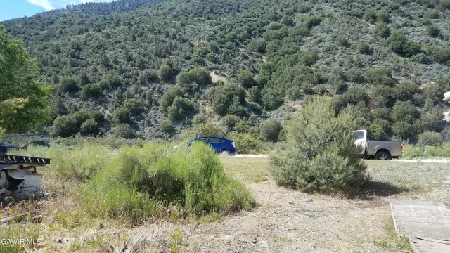a view of a dry yard with large trees