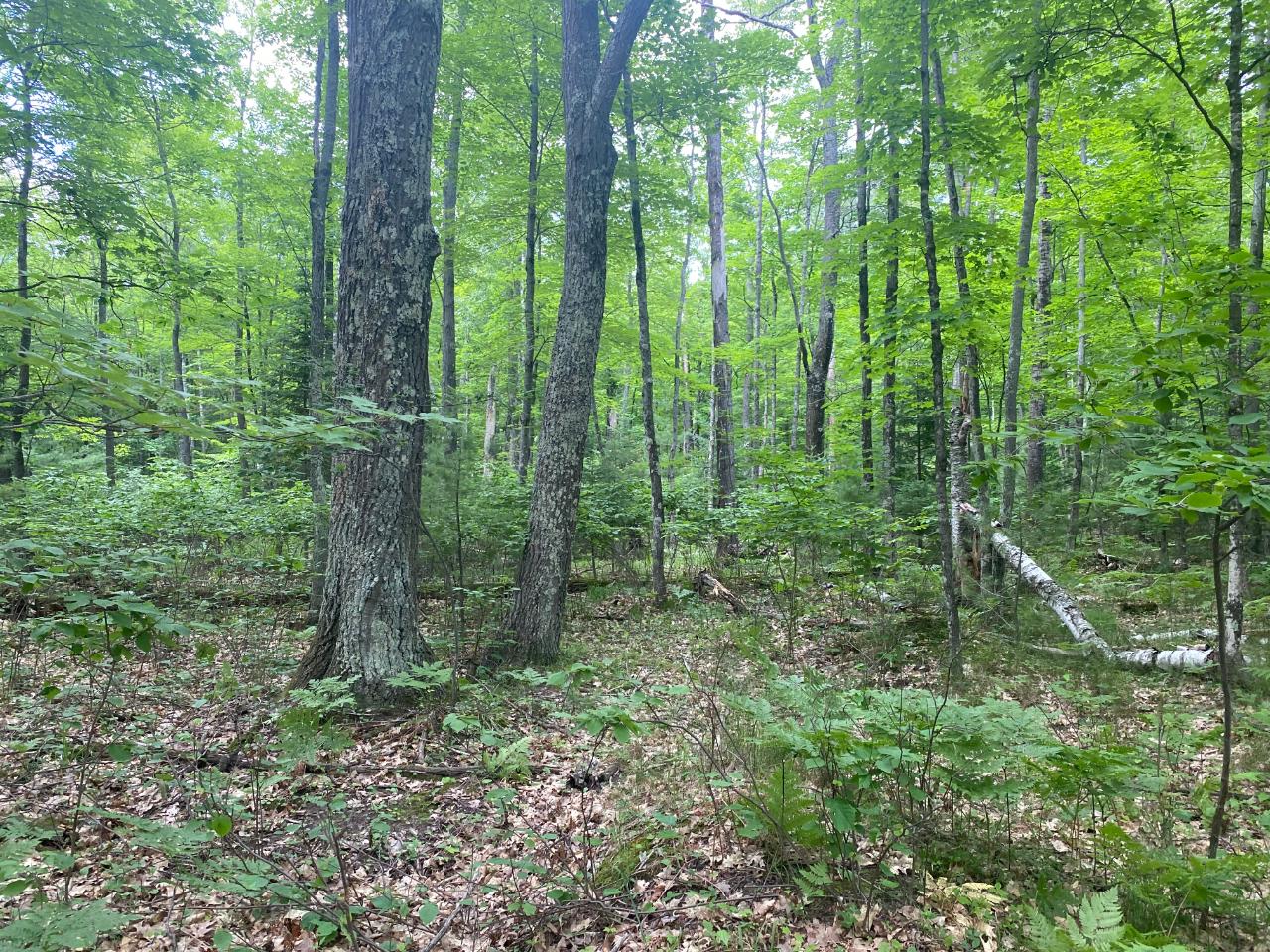 Three Helen Lake Road, Unit LOT 6 Eagle River, WI 54521 - Photo 1 of 6 Gallery Image 1