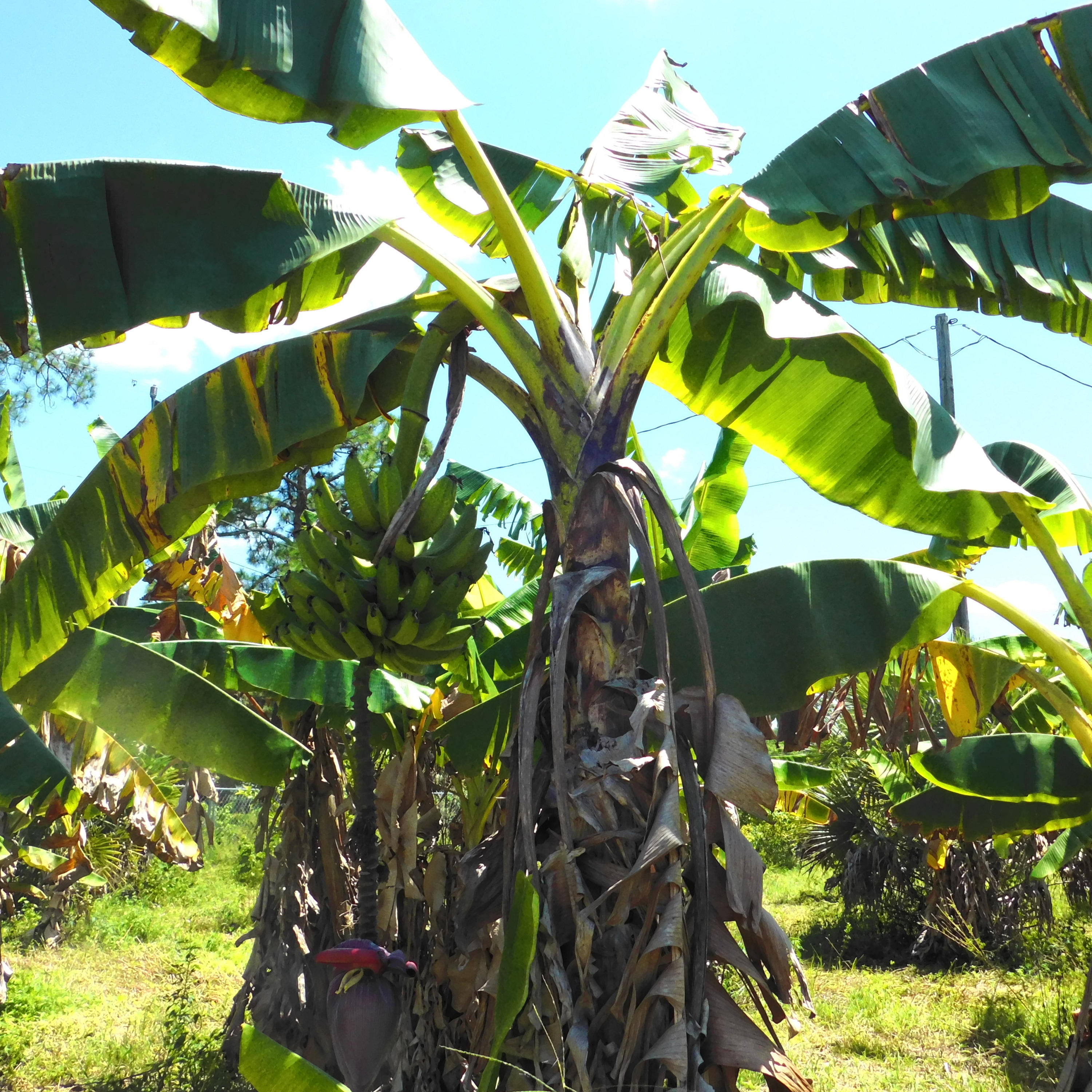 14188 N Road Loxahatchee Groves, FL 33470 - Photo 11 of 23 BANANAS