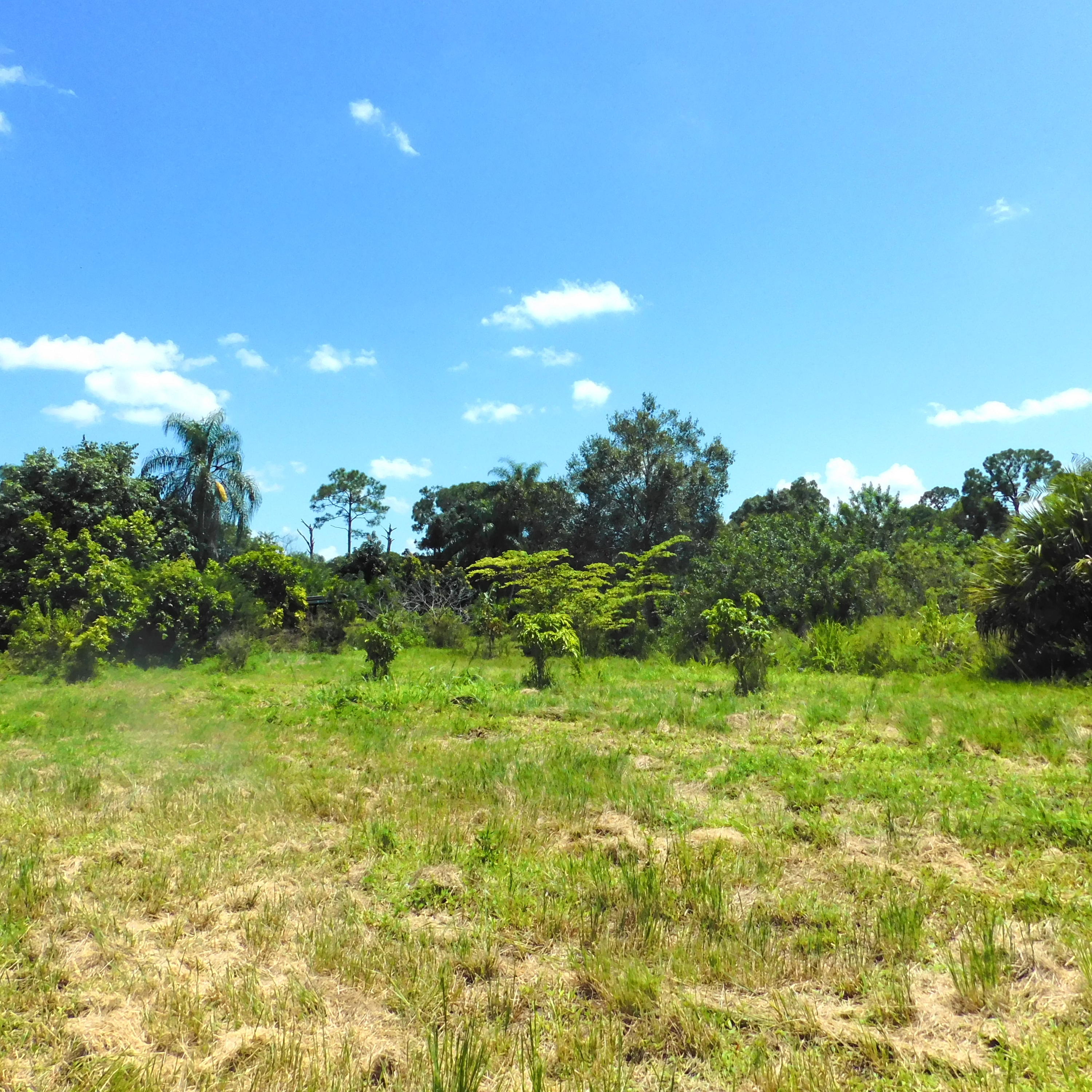 14188 N Road Loxahatchee Groves, FL 33470 - Photo 16 of 23 YOUNG TREES