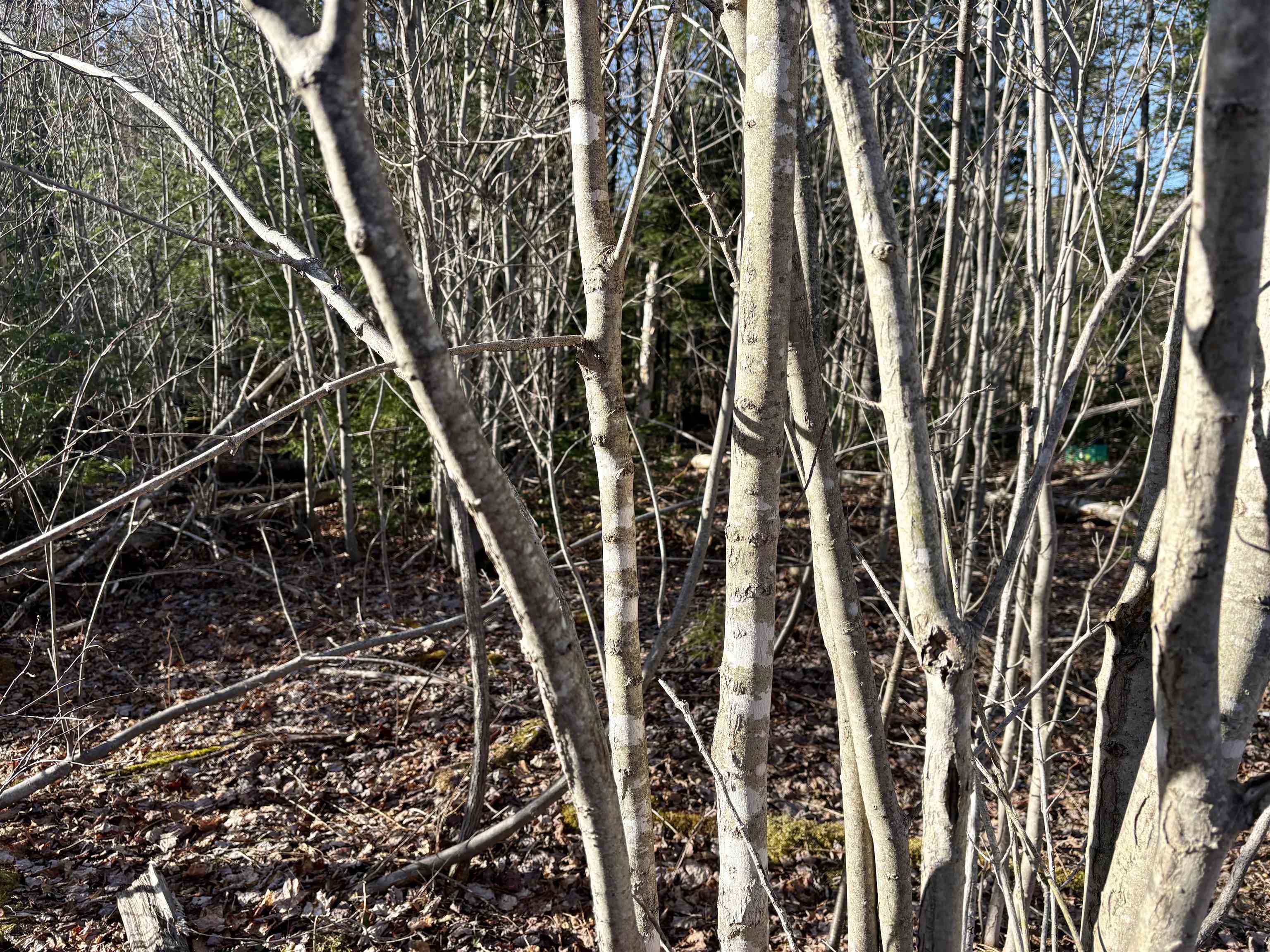 208 Drake Pl Road Sheffield, VT 05866 - Photo 23 of 27