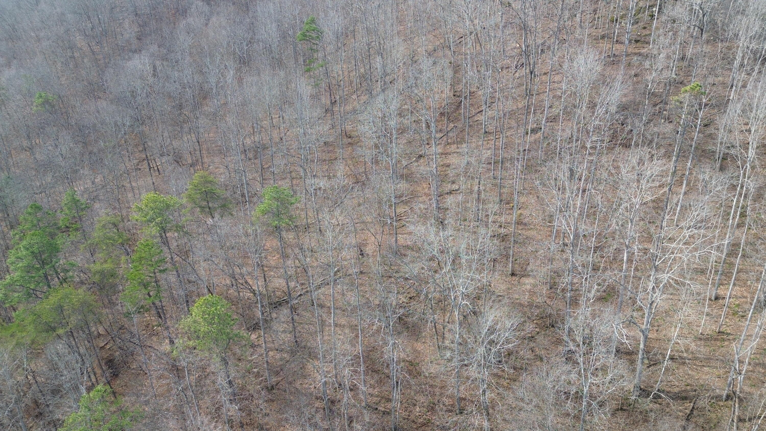 237 A Meat Scaffold Road Jackson, KY 41339 - Photo 8 of 44 Trees