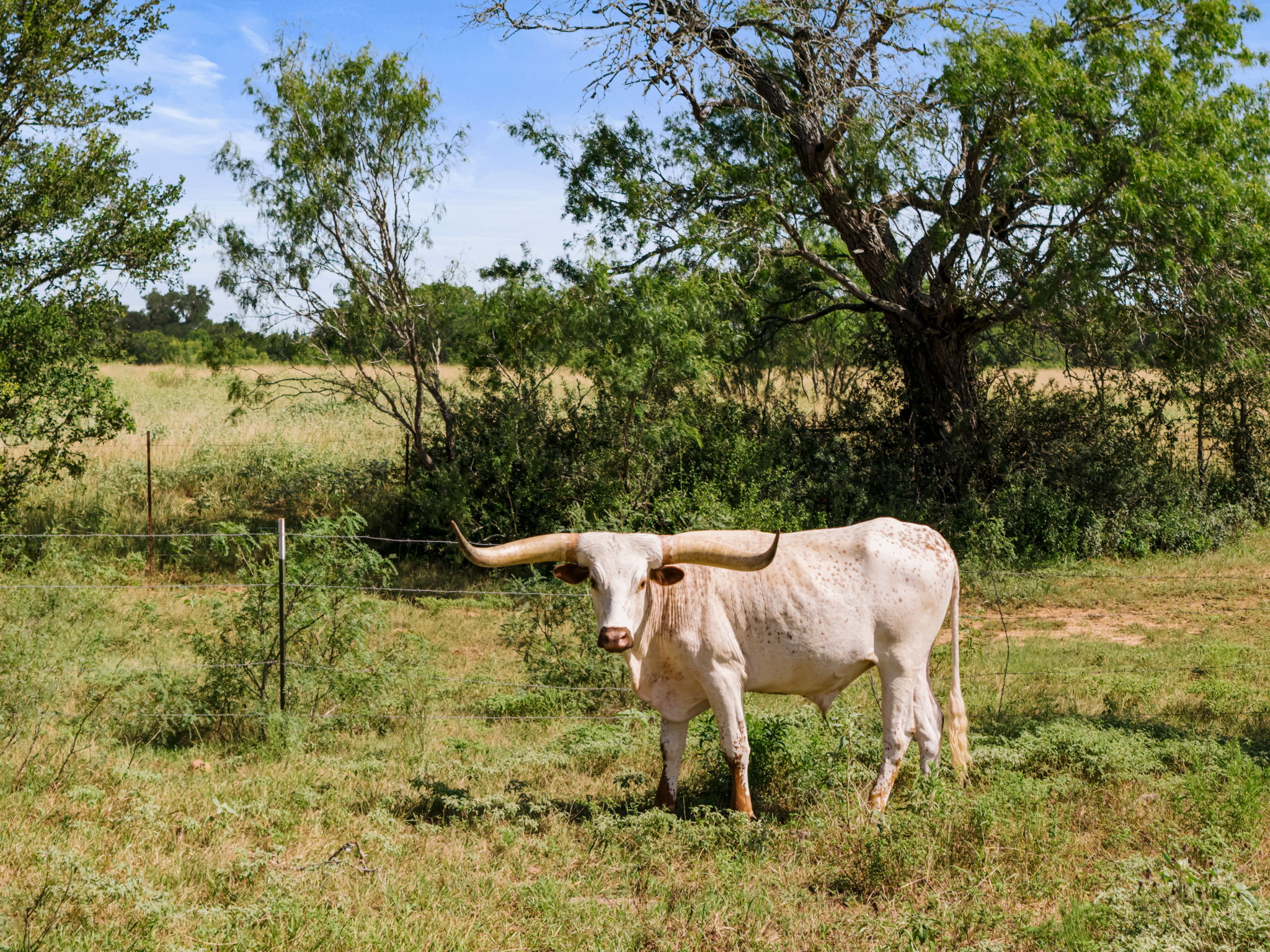 625 Callihan Road Luling, TX 78648 - Photo 23 of 26 Acres of natural grassland and mature trees, perfect for livestock.