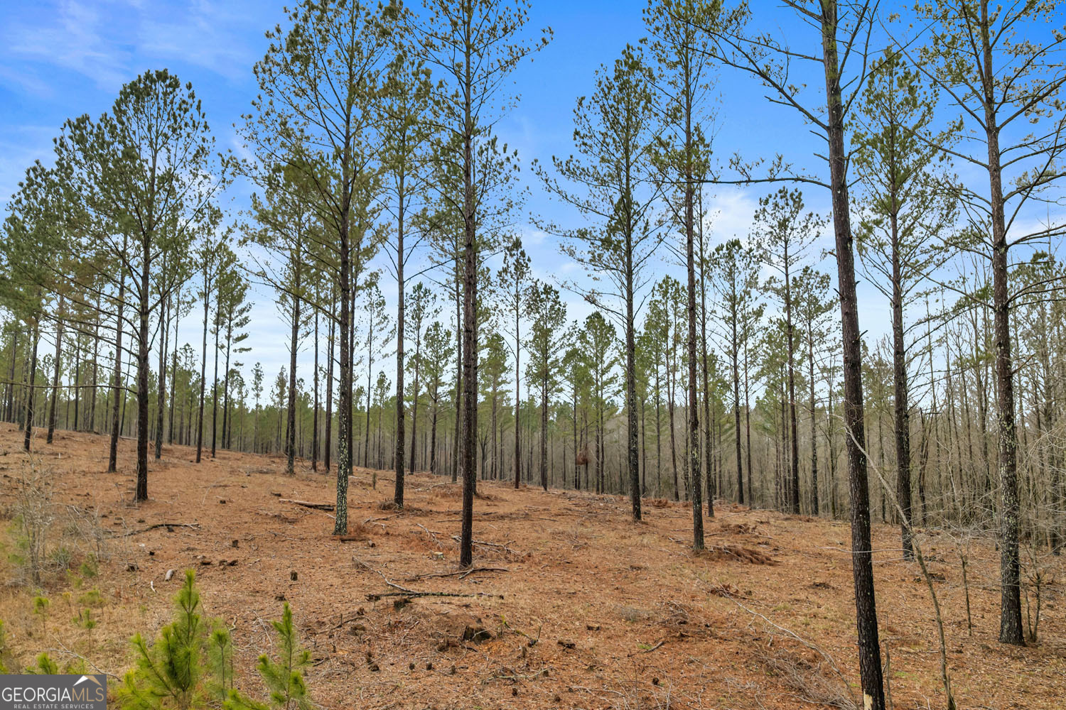 10 Lexington Estates Stephens, GA 30667 - Photo 9 of 43 a view of tall trees with trees