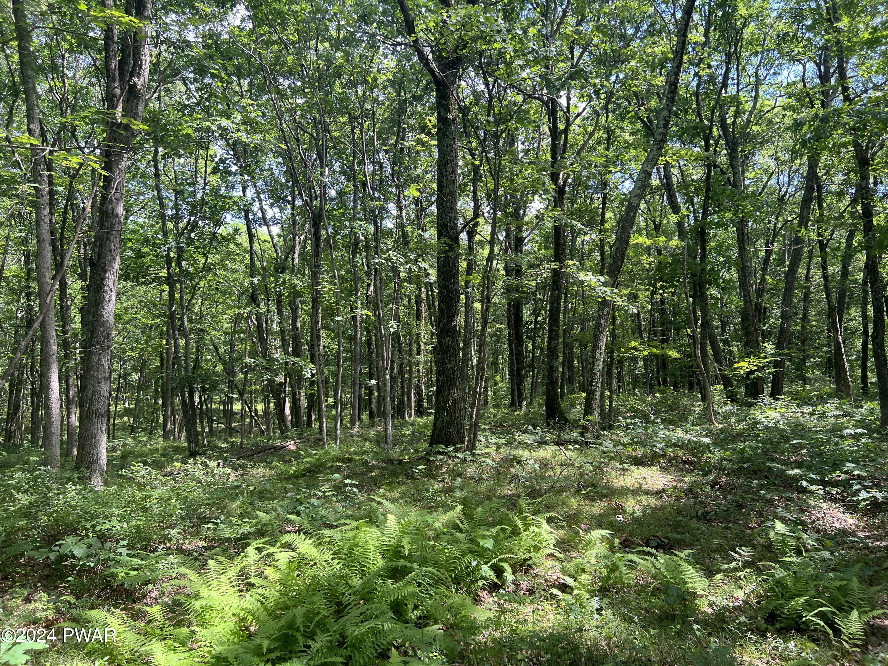 Bloss Road Canadensis, PA 18325 - Photo 5 of 21 Wooded Lot