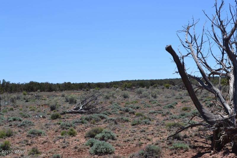 4137 Kohl Road Snowflake, AZ 85937 - Photo 17 of 19 a view of a dry field with trees in the background