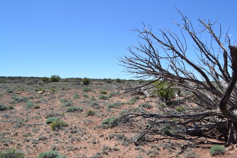 4137 Kohl Road Snowflake, AZ 85937 - Photo 19 of 19 a view of a dry yard with trees