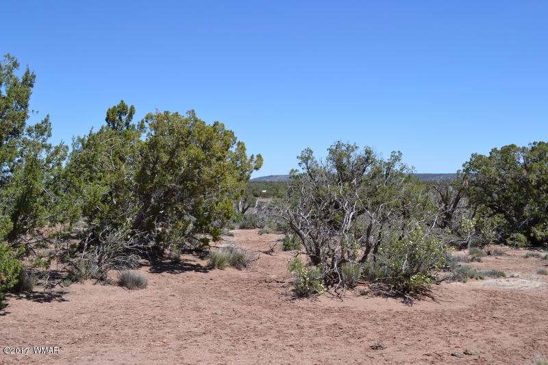 4137 Kohl Road Snowflake, AZ 85937 - Photo 9 of 19 a view of a yard with a tree in the background