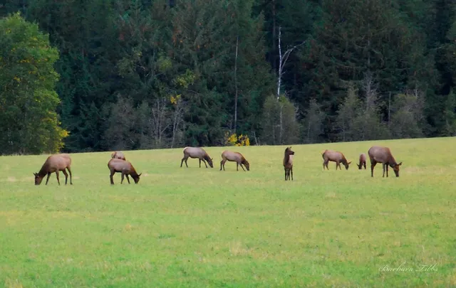 $265,900 | Lot 7 Empty Saddle Way, Unit 7, Donnelly, ID 83615