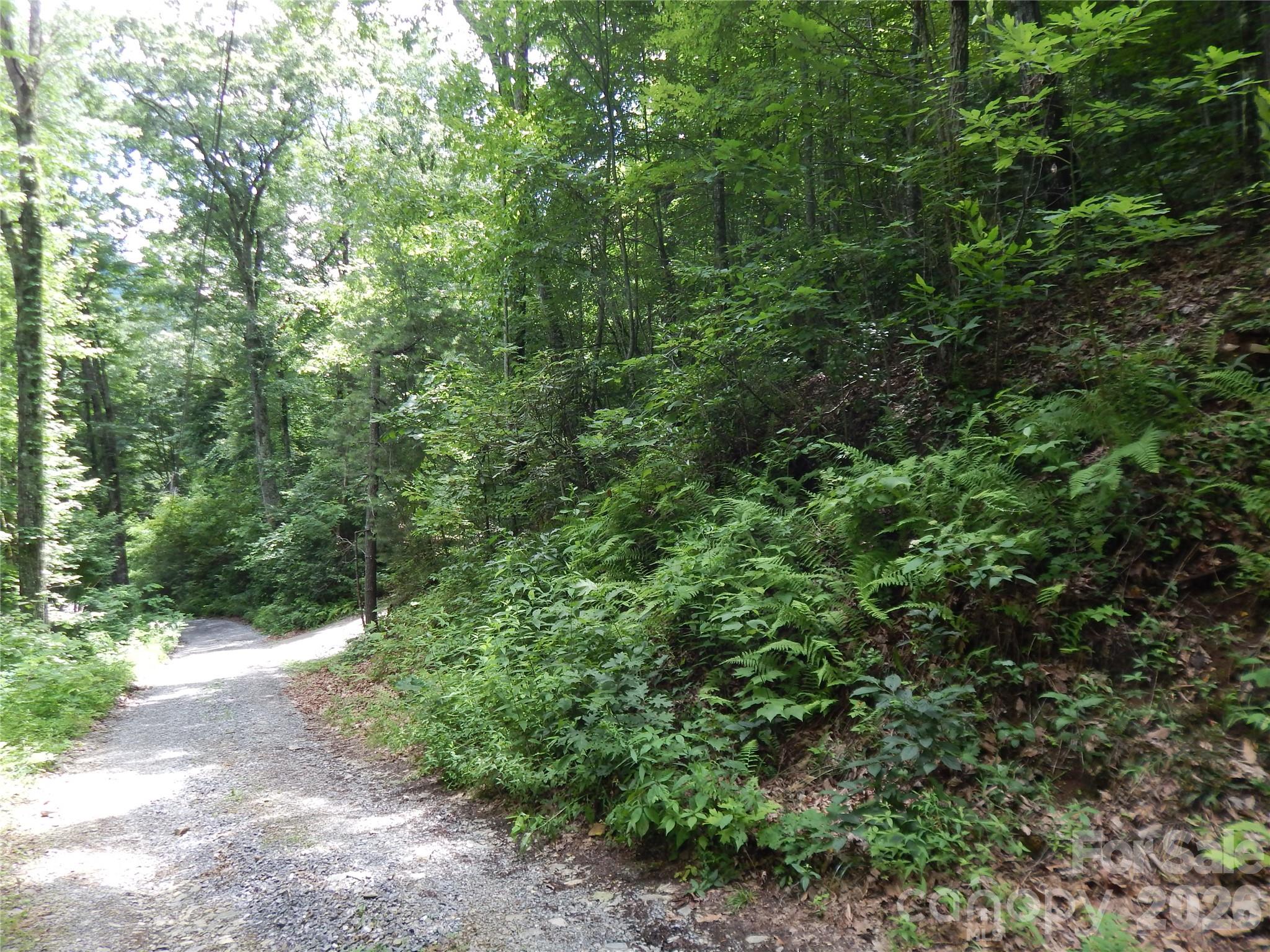 0 Hoot Owl Bill Road Maggie Valley, NC 28751 - Photo 6 of 37 a view of a forest with a tree