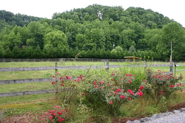 3970 Horsepen Road Cosby, TN 37722 - Photo 10 of 40 IMG_5659