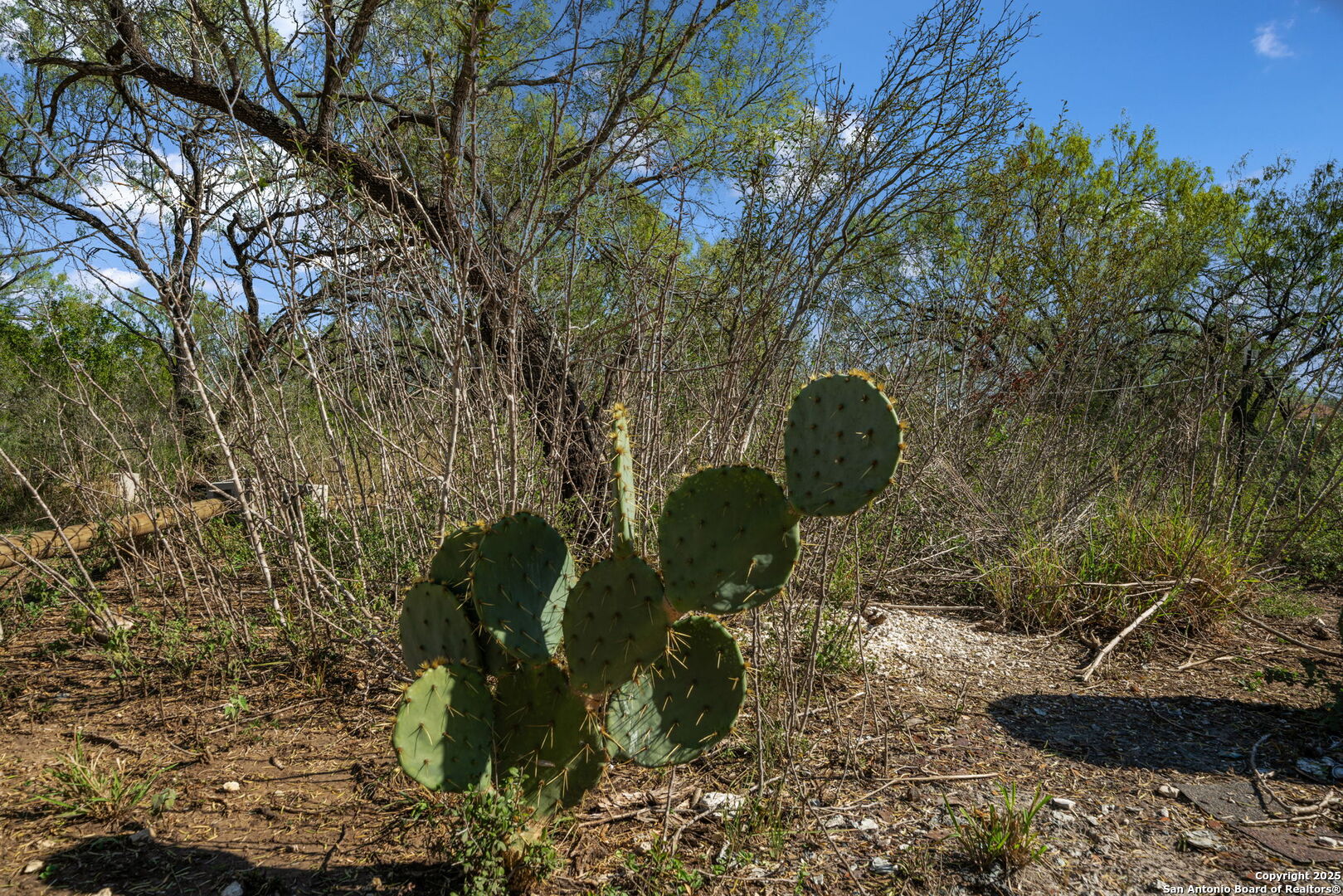 14350 Interstate 35 Access Road Von Ormy, TX 78073 - Photo 30 of 45 a backyard of a house with lots of green space