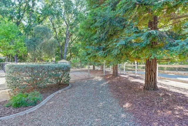 a view of a trees with a tree