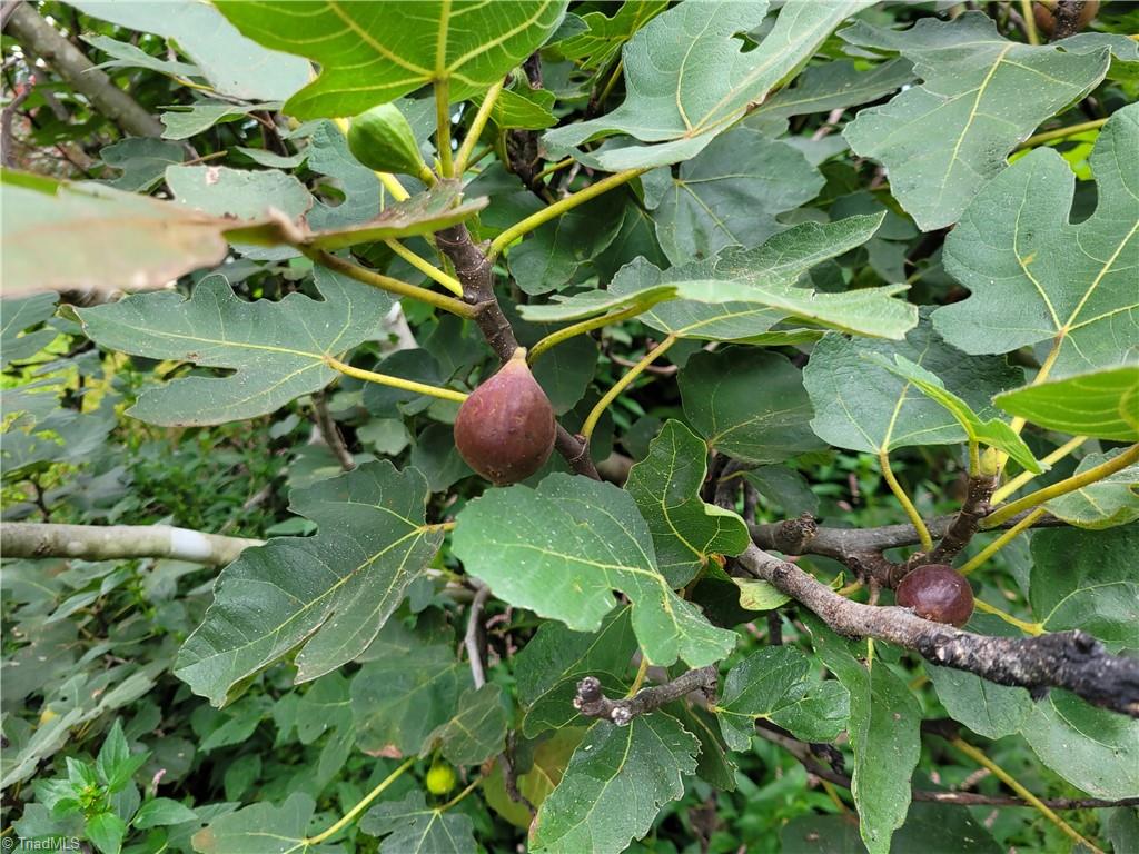 5069 Wilkes Yadkin Road Ronda, NC 28670 - Photo 35 of 37 Fig bush