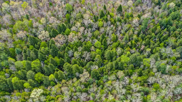 $89,900 | 14.78 Old Collins Road, Deer Lodge, TN 37726