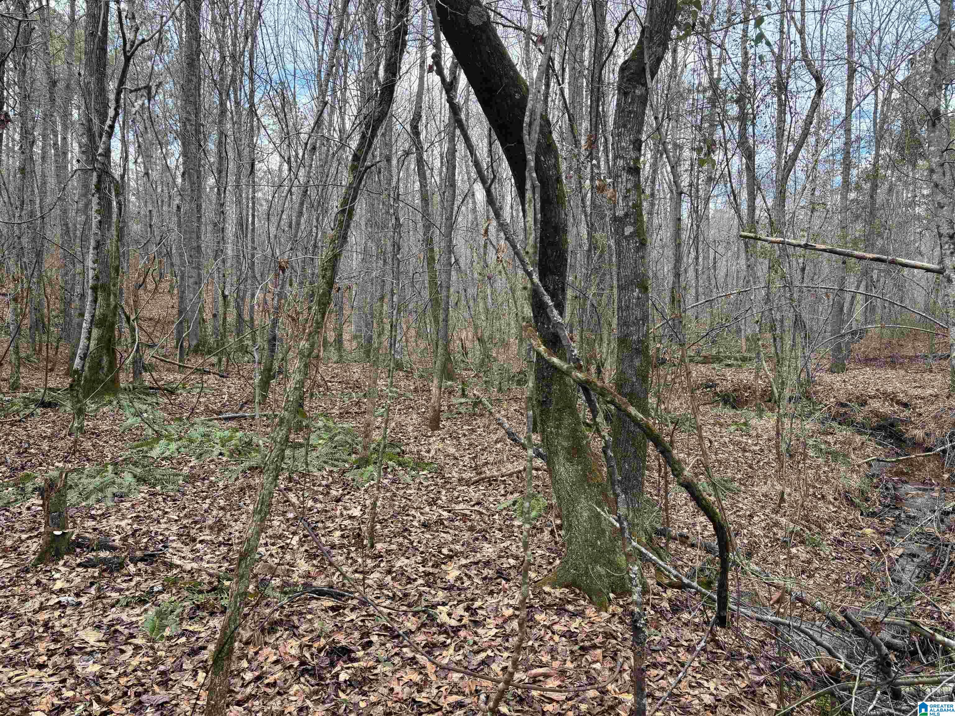 831 County Road, Unit TRACT 3 30± Wadley, AL 36276 - Photo 10 of 14