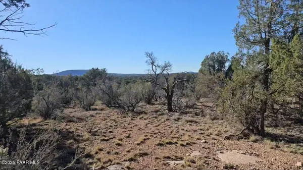 a view of a dry yard with trees