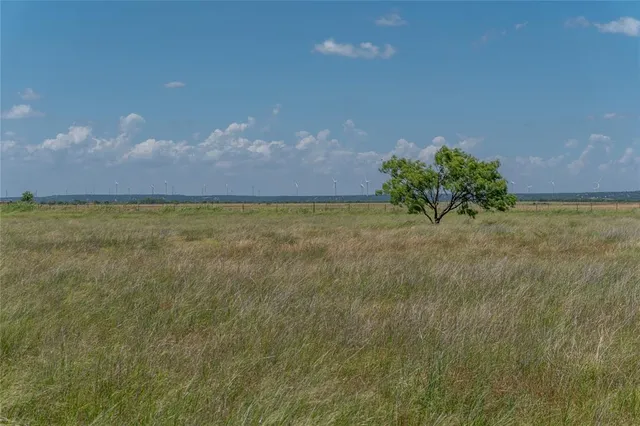 a close up of a plant in a field