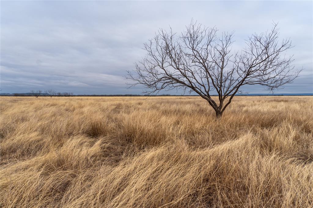 T5 County Road 204 Ovalo, TX 79541 - Photo 10 of 13 a view of yard with large trees and covered with wooden fence