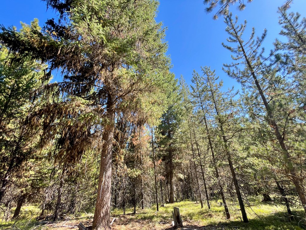 1-1 Horsethief Road Cascade, ID 83611 - Photo 12 of 13