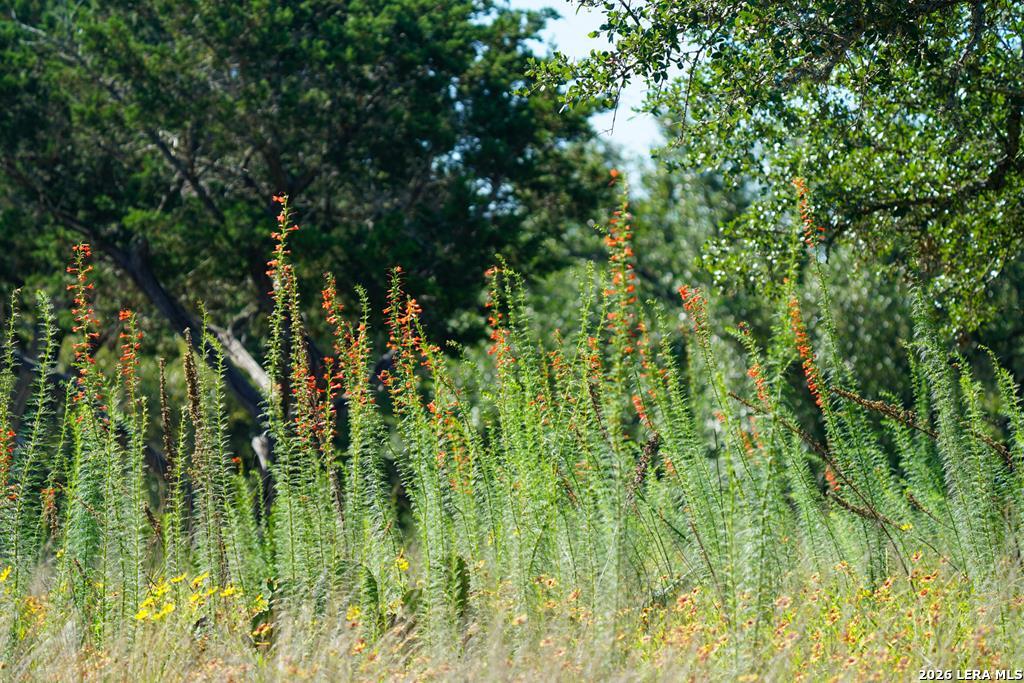 204 Wilson Rand Road Hunt, TX 78024 - Photo 24 of 46