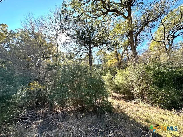a view of a forest filled with trees