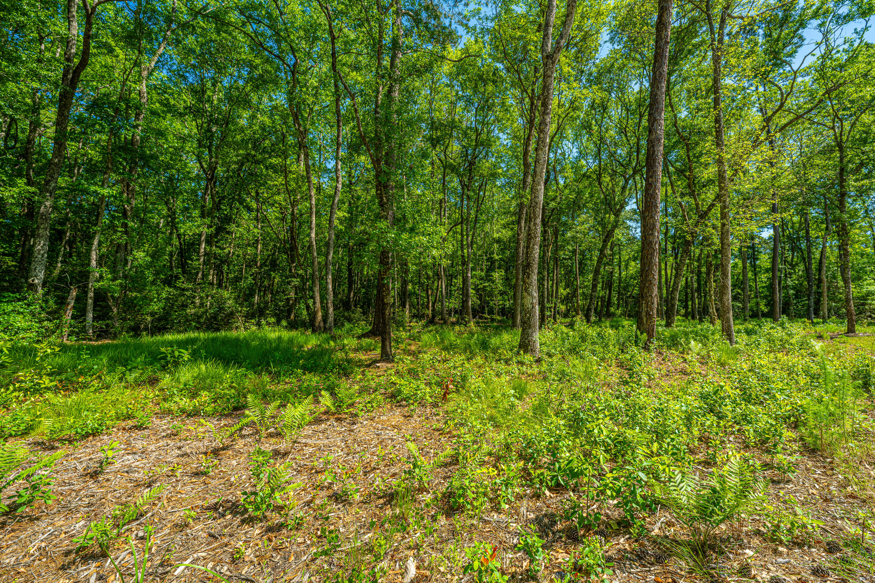 9969 State Rd S-10-1336 McClellanville, SC 29458 - Photo 45 of 47 9969RandallRd046