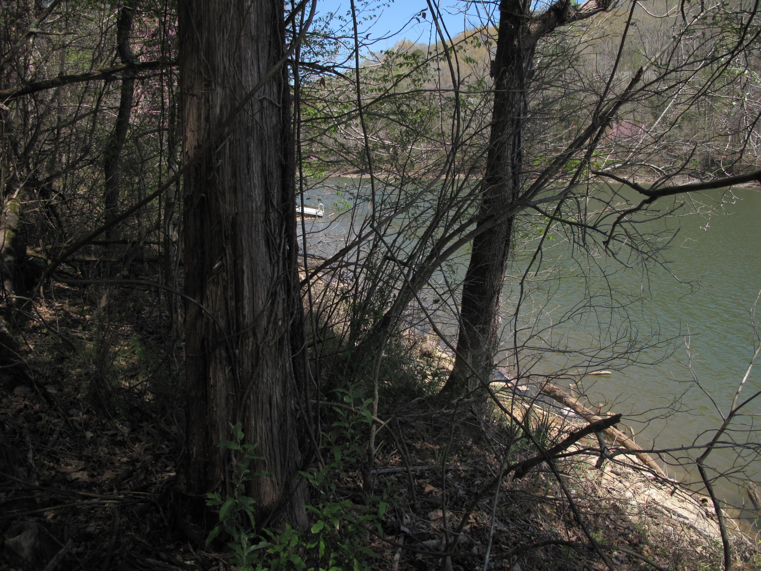 Braden Road Speedwell, TN 37870 - Photo 1 of 6 IMG_4156
