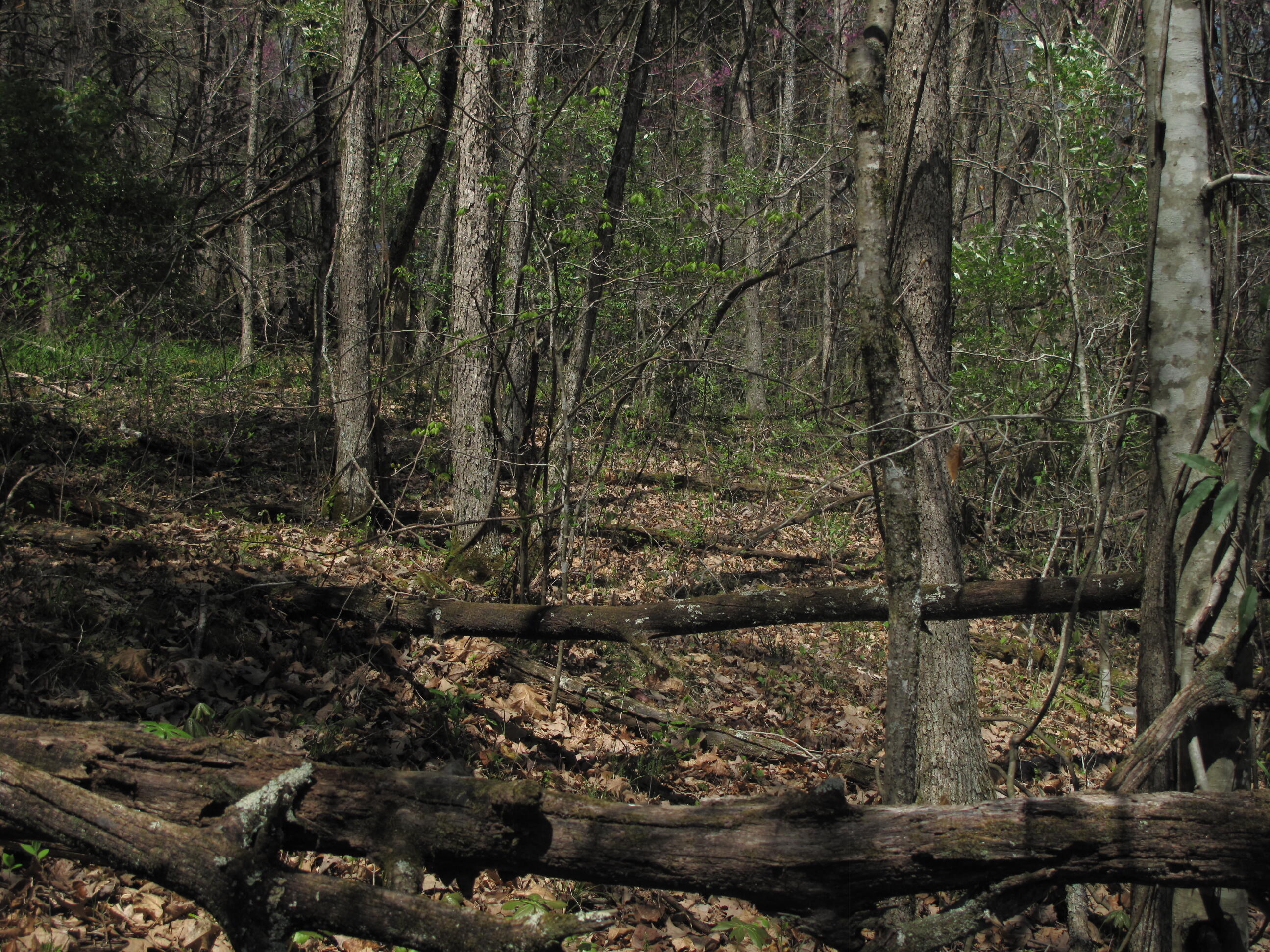 Braden Road Speedwell, TN 37870 - Photo 2 of 6 IMG_4158
