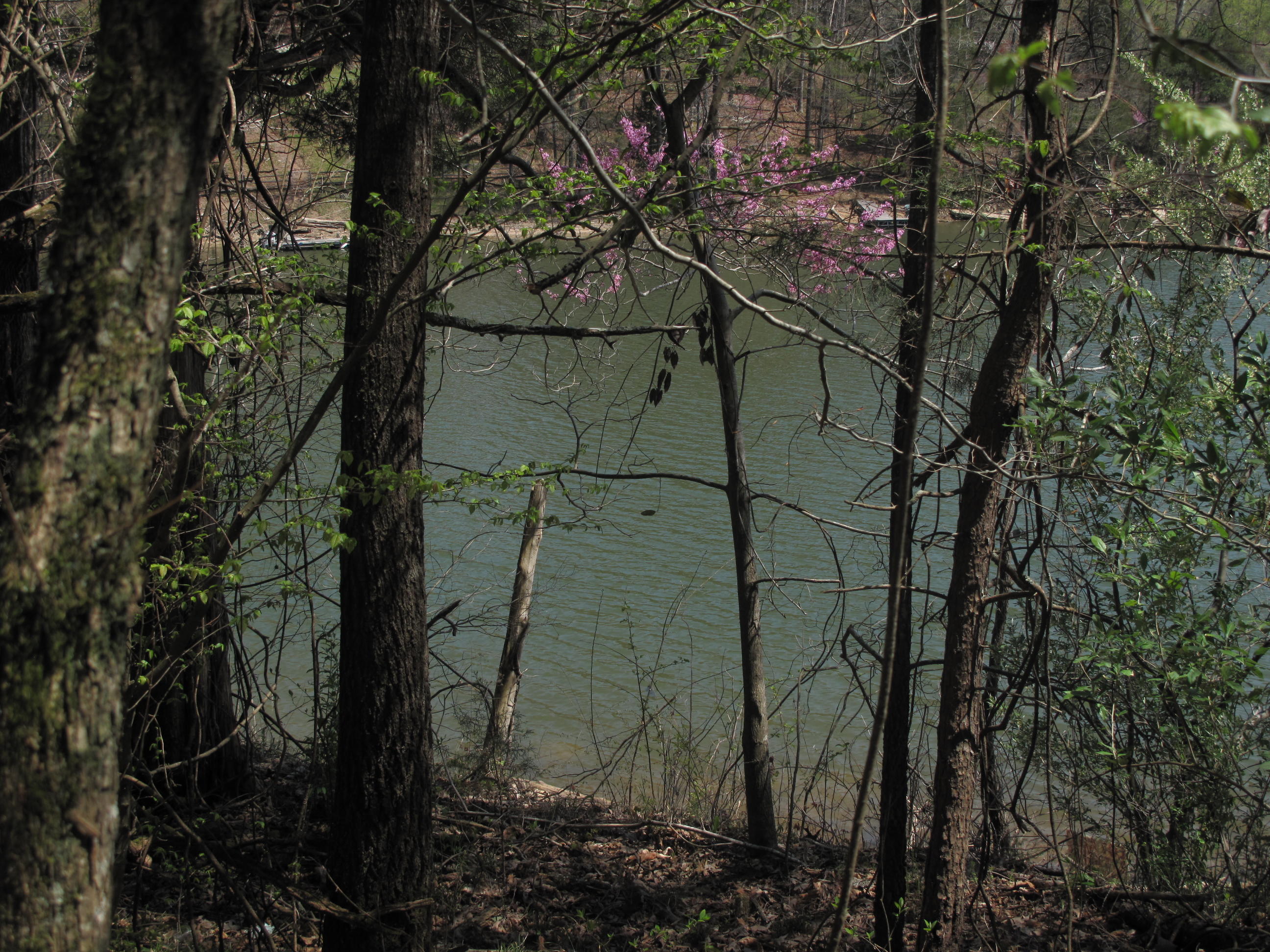 Braden Road Speedwell, TN 37870 - Photo 4 of 6 IMG_4160