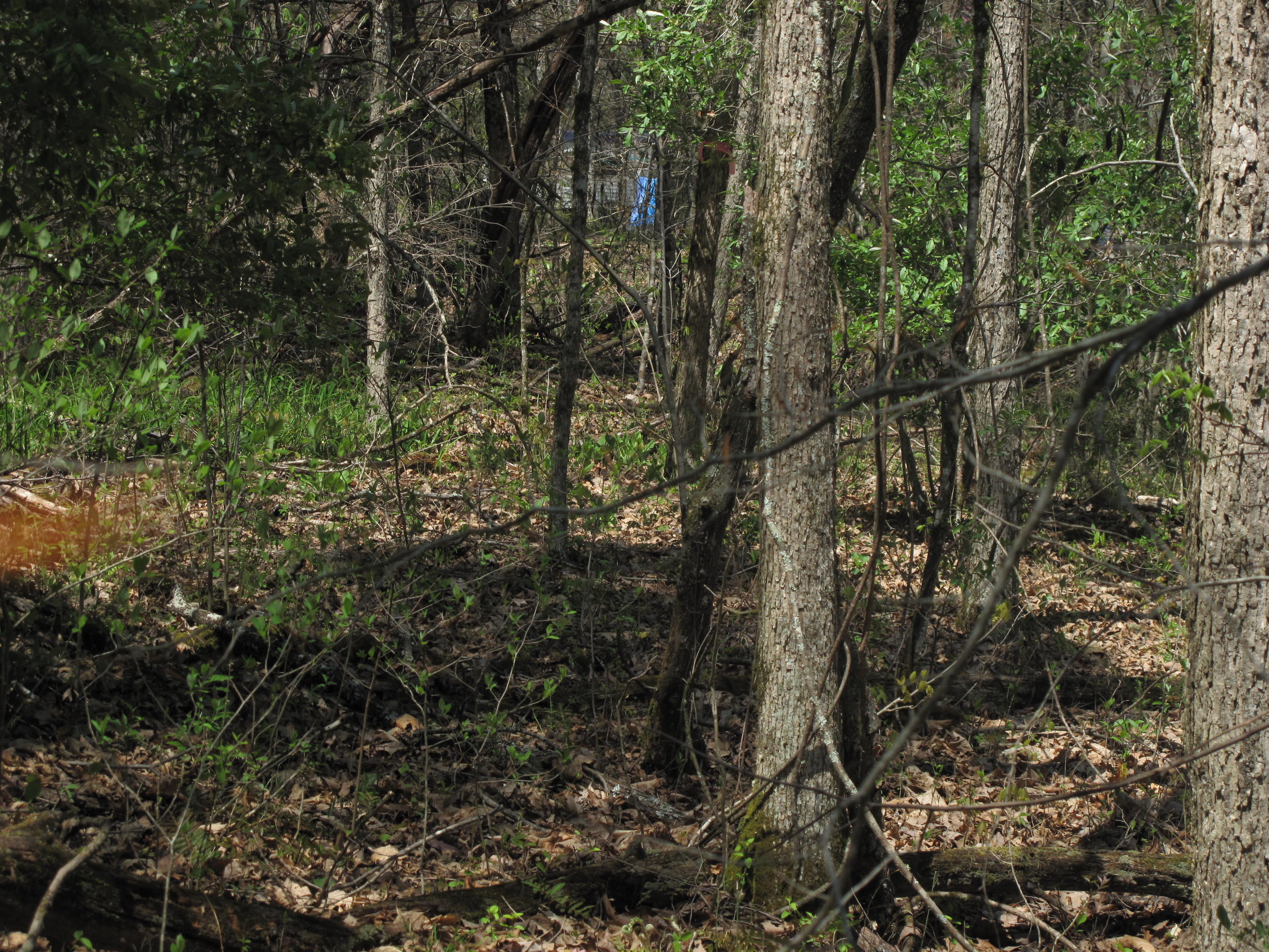 Braden Road Speedwell, TN 37870 - Photo 5 of 6 IMG_4161