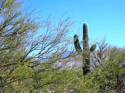 10981 East Escalante Road Tucson, AZ 85730 - Photo 1 of 7 Gallery Image 1