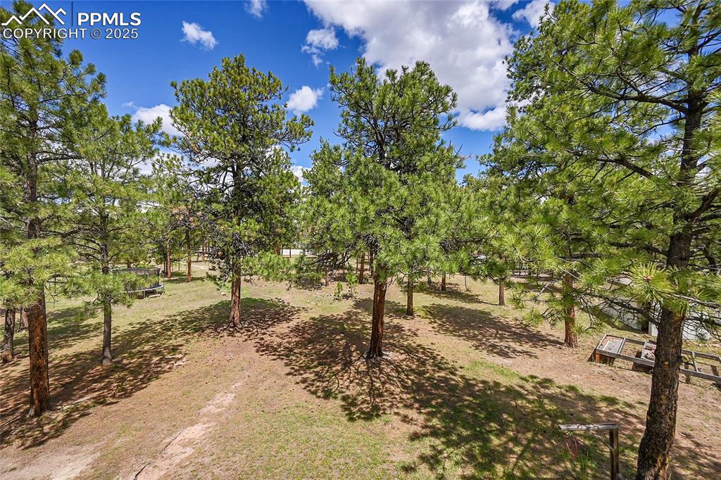 17350 Goshawk Road Colorado Springs, CO 80908 - Photo 48 of 50 a view of a yard with trees