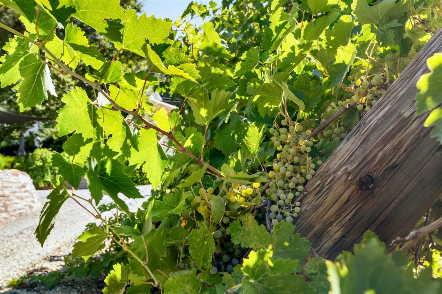 3000 Sheep Ranch Road Murphys, CA 95247 - Photo 36 of 75