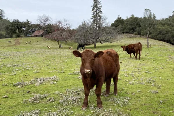 $2,249,000 | 3000 Sheep Ranch Road, Murphys, CA 95247