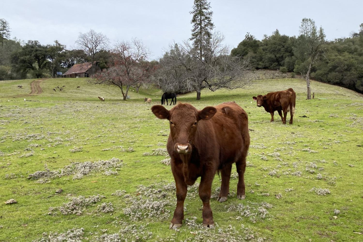 3000 Sheep Ranch Road Murphys, CA 95247 - Photo 66 of 75