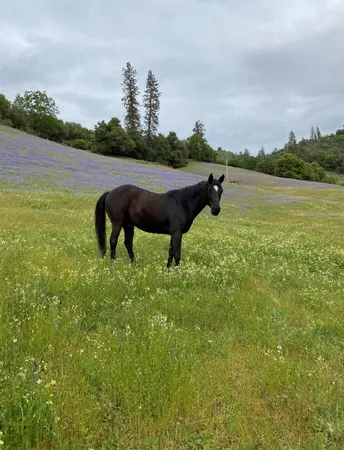 $2,249,000 | 3000 Sheep Ranch Road, Murphys, CA 95247
