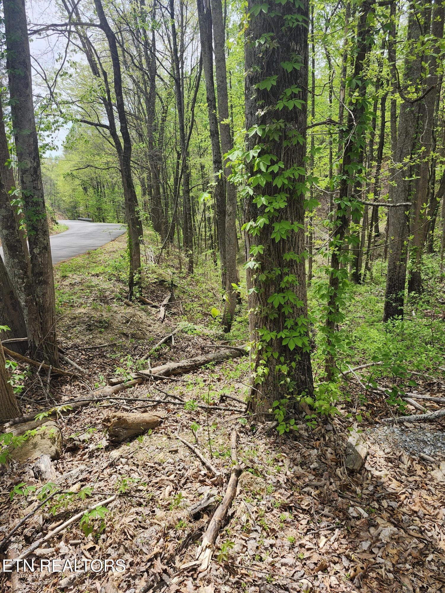 Lot 1 Hatcher Mtn Road Sevierville, TN 37862 - Photo 6 of 10 Image 06