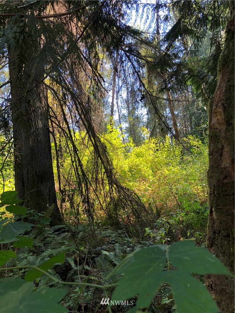 0 134th Avenue East Graham, WA 98338 - Photo 3 of 12