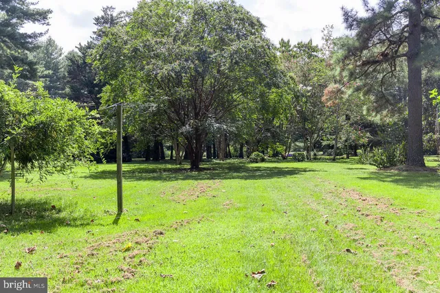 a view of a park with large trees