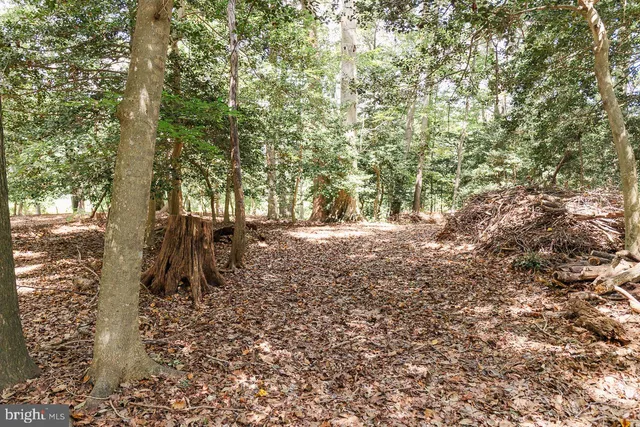 a view of a tree in the middle of a forest
