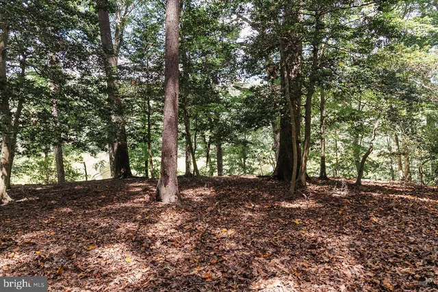 a view of a forest with trees