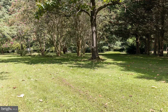 a view of a trees in a yard